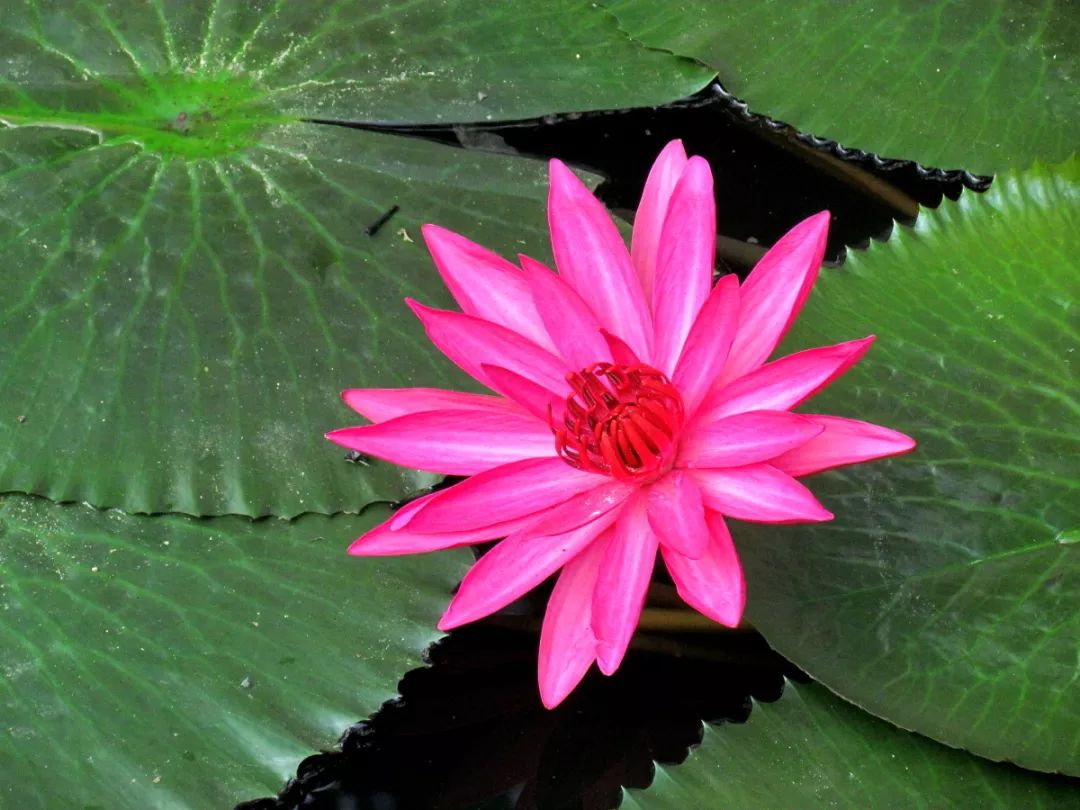 李炳南居士佛学问答集,李炳南居士念佛问答