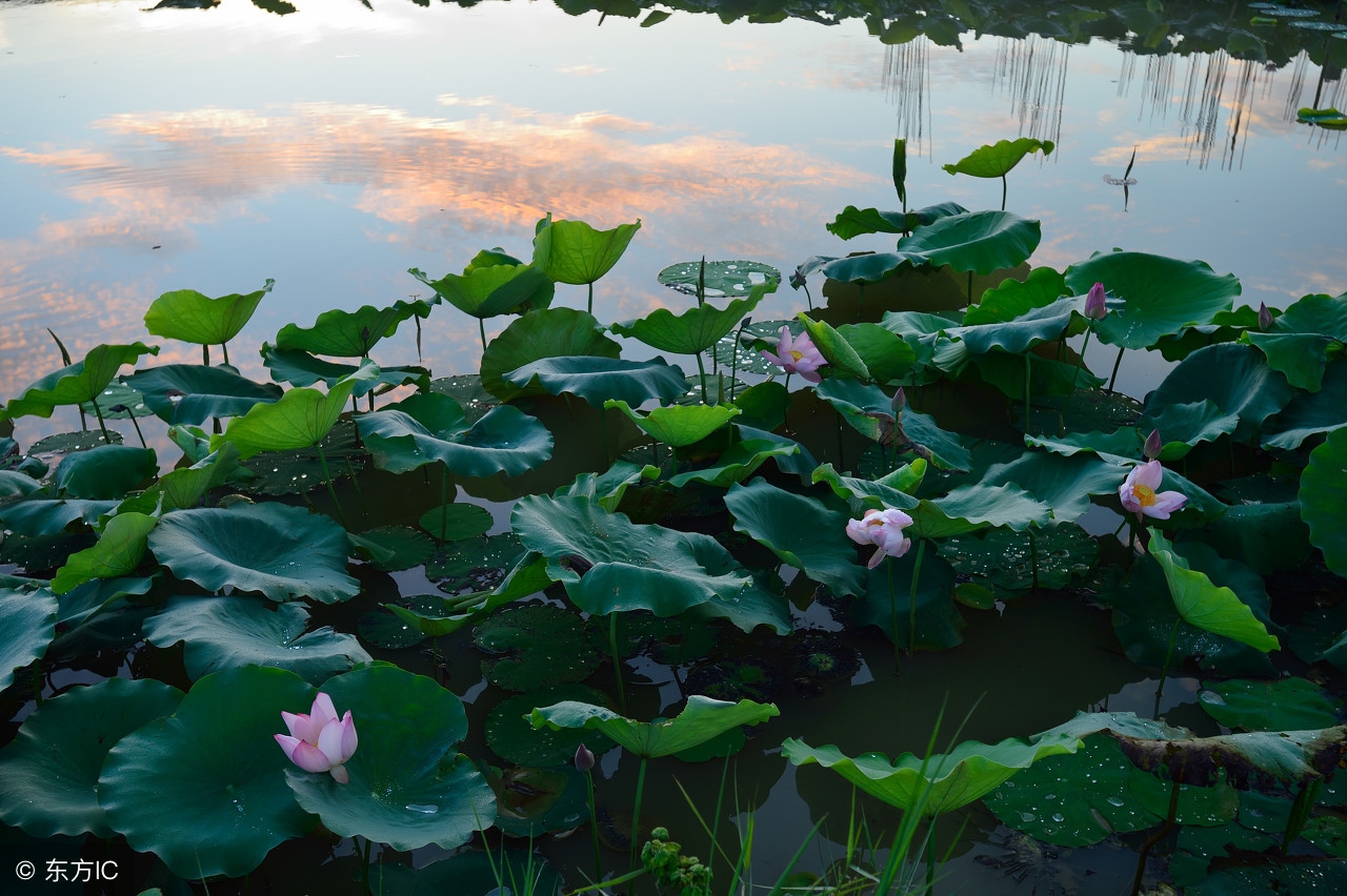 荷花：龙湖的风神韵致