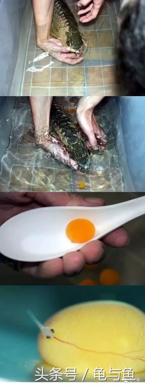 过背金龙鱼成长记录,过背金龙鱼1个月能长多少