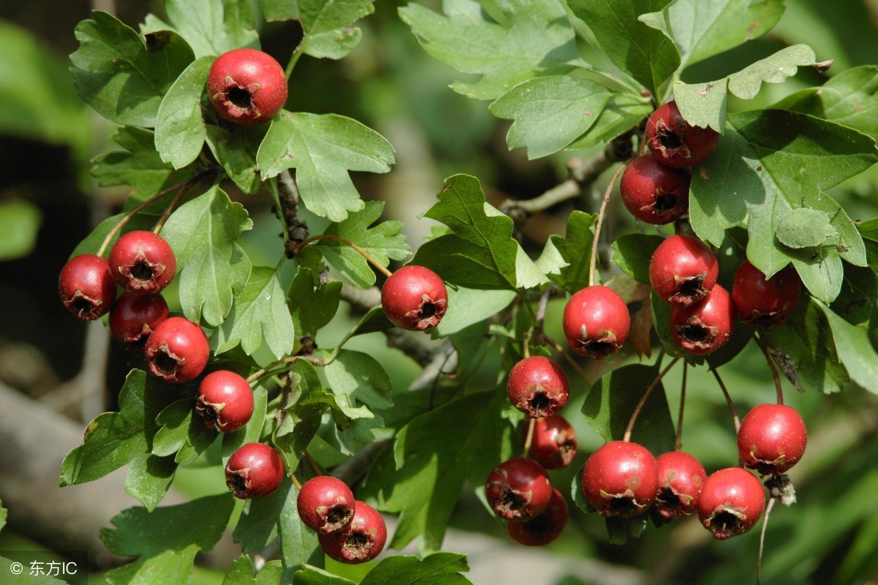 小儿积食腹痛家长应对,小儿积食教宝妈如何消除