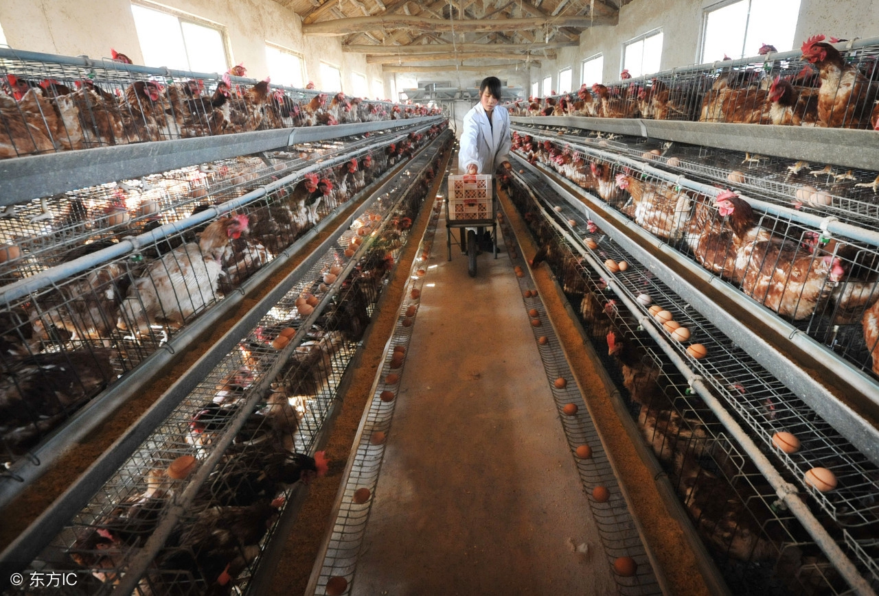 养鸡场用什么灭蚊虫最好,养鸡场怎么消除蚊虫的