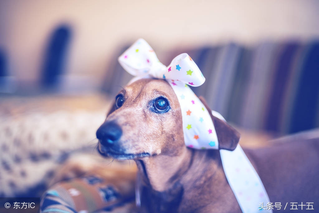 狗狗护食能彻底纠正吗,如何解决狗狗护食现象