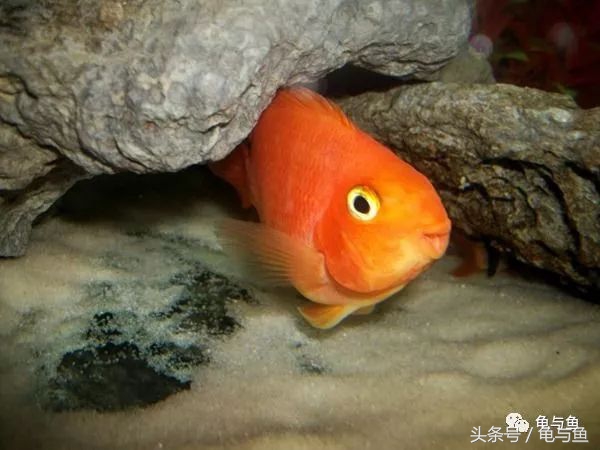 甩尾后的迷你鹦鹉鱼怎么饲养,迷你鹦鹉鱼的小鱼的饲养方法