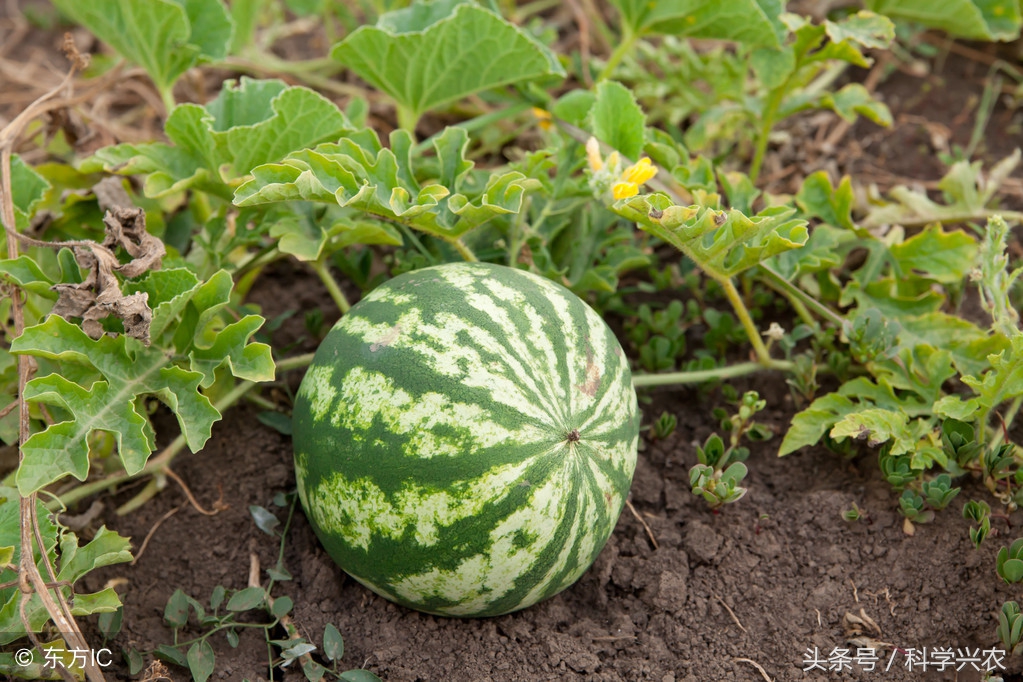 下雨天西瓜怎么预防病害,雨天西瓜徒长补救方法