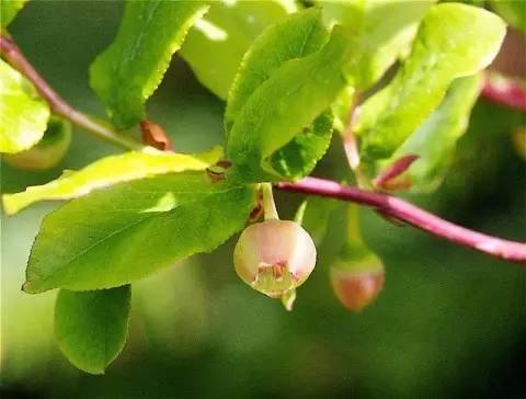 和草莓差不多的水果,berry指的是什么水果