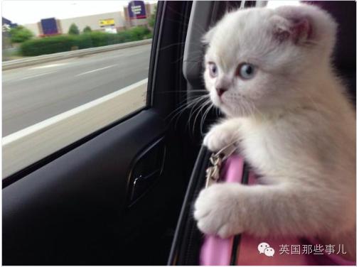 霉霉和她的猫咪,霉霉两只猫叫什么名字