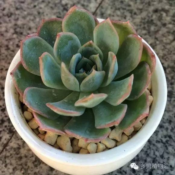 开挂区养多肉好吗,看完这些对比图你就明白了