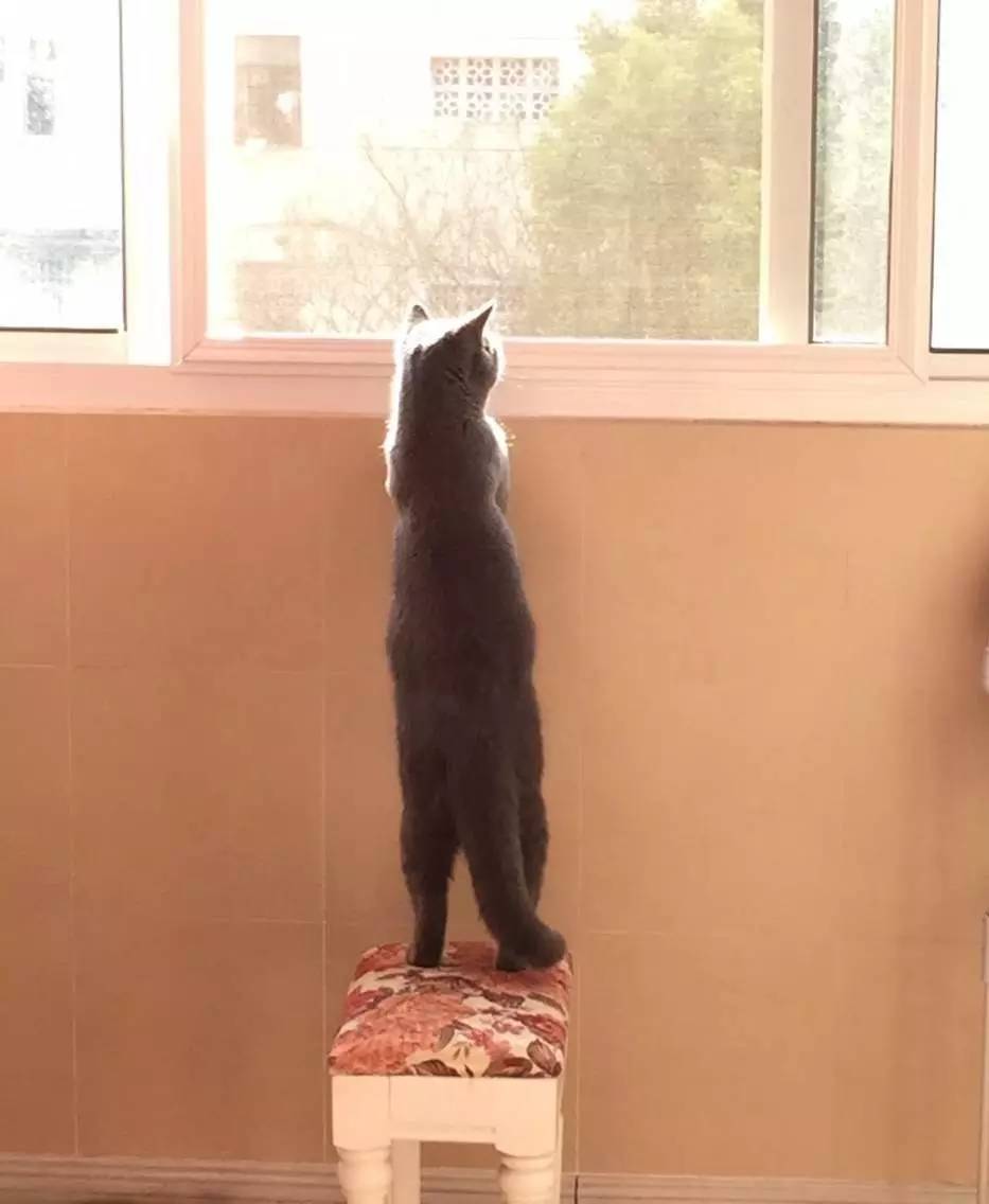 家有吉祥招财猫,家有招财猫还有聚宝盆