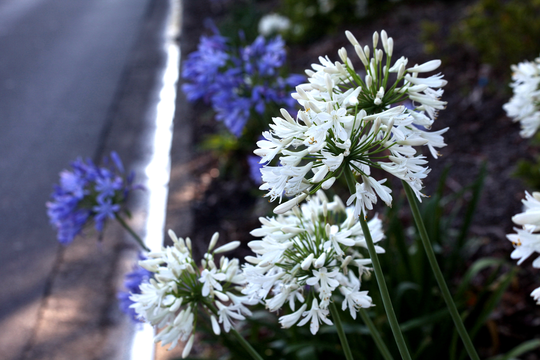兰花玉肌翠骨、纯朴雅丽。