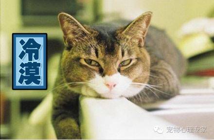 养猫新手入门必知猫薄荷,猫薄荷栽培方法有哪些