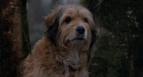 导盲犬小q动漫片影评,导盲犬小q电影总结