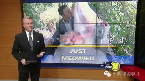 PO!闻主人臭脚狗狗转头作呕外国情侣办婚礼请1000只喵星