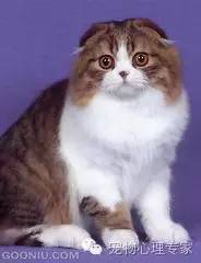 应粉丝要求：各类猫猫在北上广的报价，其他城市可以参考