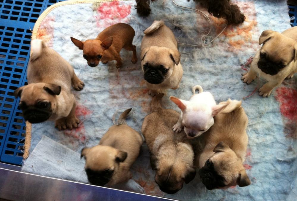 买狗遇到无良商家,买狗前一定要问店家问情