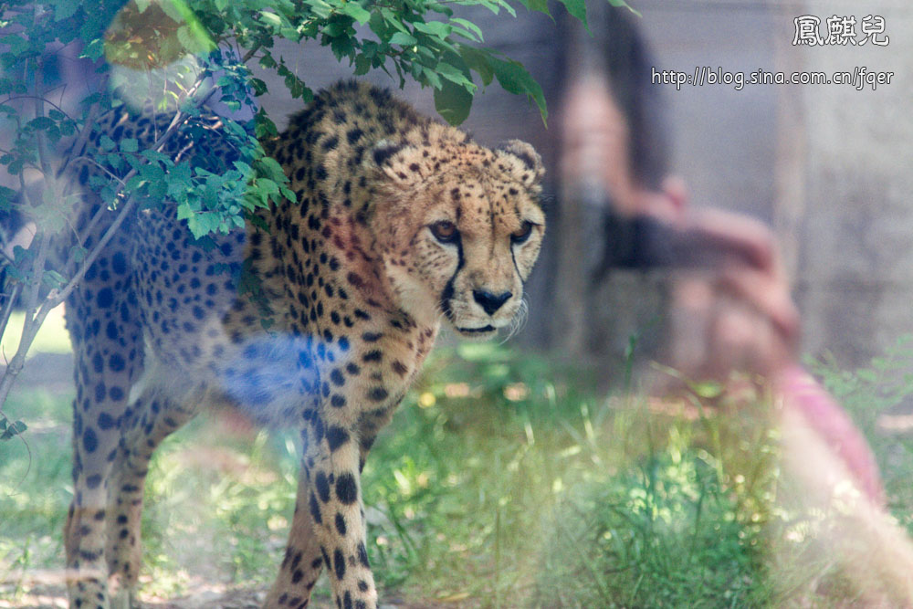 ​[凤麒儿]北京动物园——与动物的亲密接触