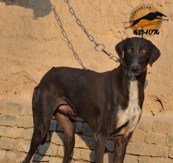 哮天犬是山东细犬吗,哮天犬原型白色细犬
