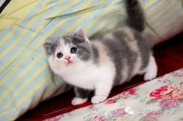 应粉丝要求：各类猫猫在北上广的报价，其他城市可以参考