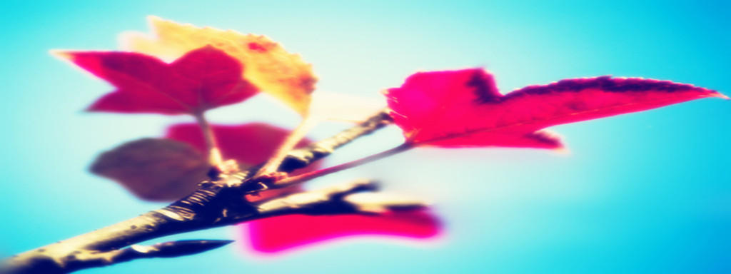 一片叶子的现代诗,一片叶子诗句