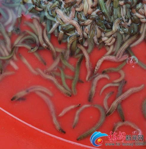 真正的福建美食,福建十大恶心料理