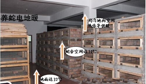 小伙养毒蛇年入百万，成功之道让人惊叹