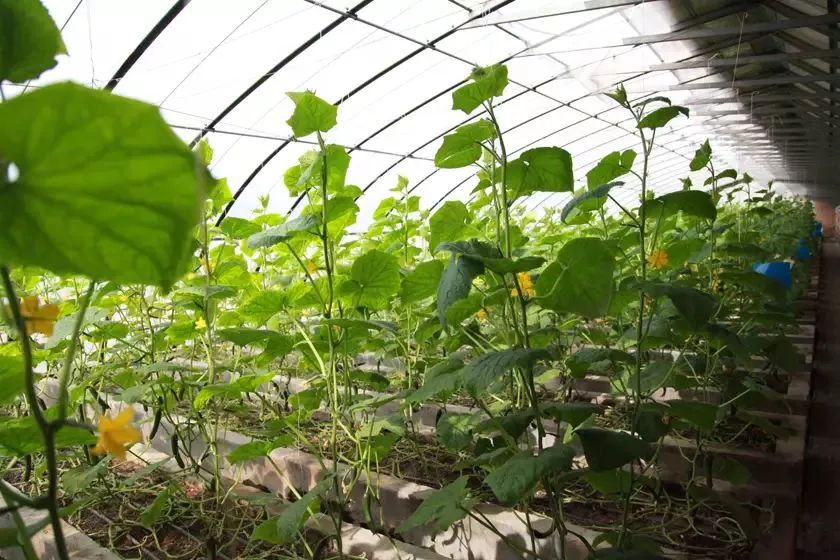 动物们嗷嗷待哺，在北京周边这个度假区里，你就是饲养员！