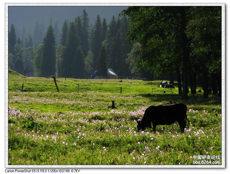 梦里花开——*疆新**，又一次的心动