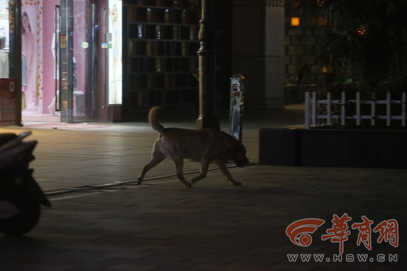 遛狗不牵绳记者,遛狗不拴绳被民警发现