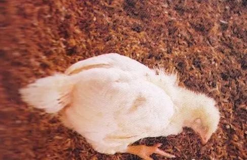 鸡病判断法,鸡的常见疾病及临床表现