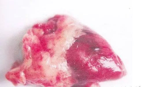 鸡病判断法,鸡的常见疾病及临床表现