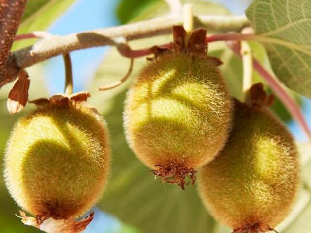 国产猕猴桃与进口猕猴桃的区别,进口猕猴桃和国产的有什么差距