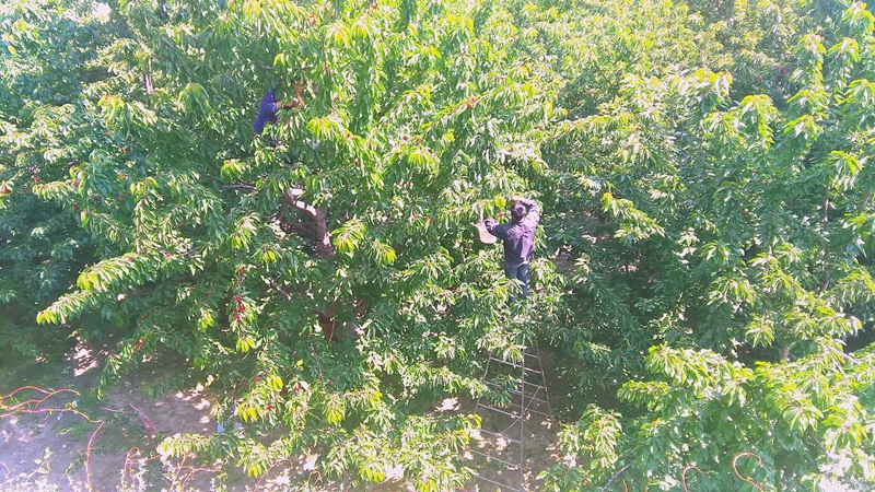 汶川种的是车厘子还是樱桃,汶川和汉源的车厘子有什么区别