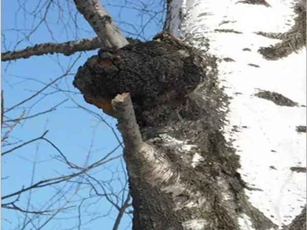 降血糖用白葛根还是褐葛根,降血糖用柴葛还是粉葛