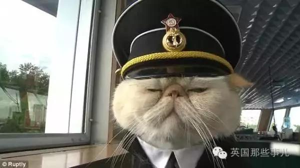 PO!闻主人臭脚狗狗转头作呕外国情侣办婚礼请1000只喵星