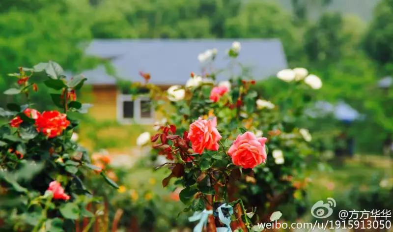 正是玫瑰盛开时,南京的玫瑰园盛开的季节是何时