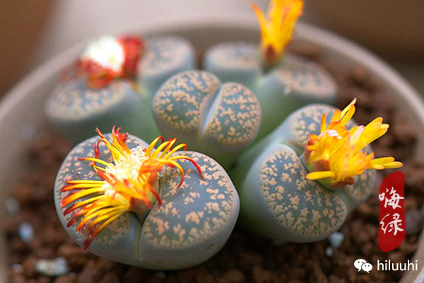 多肉开花枯萎了怎么办,多肉开花后会死吗