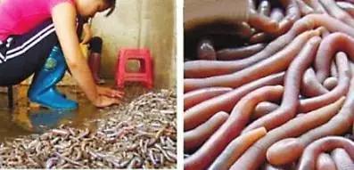 这些“恶心”的福建美味!恐怕顶级的福建吃货也难以吃到了……