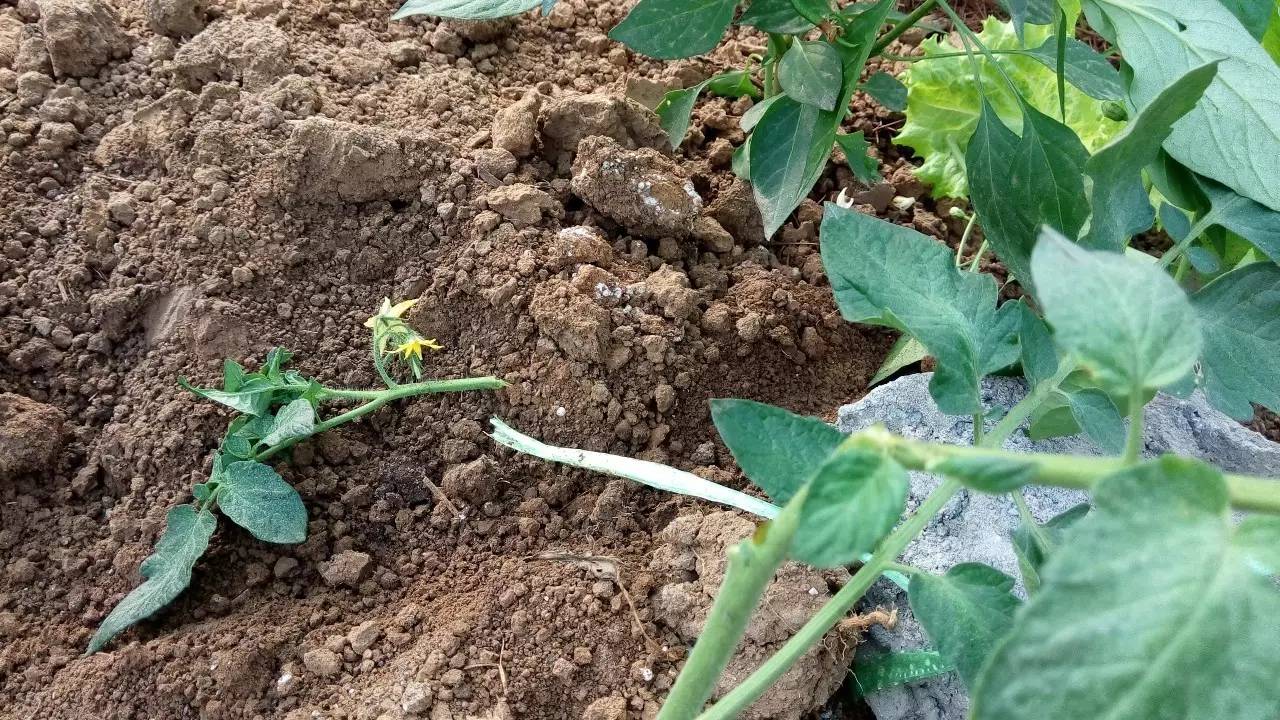 当年的偷菜游戏现在怎么玩,新出的偷菜的那个游戏叫什么