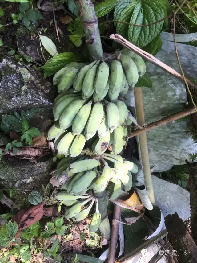 墨脱徒步攻略,墨脱雪山到热带雨林