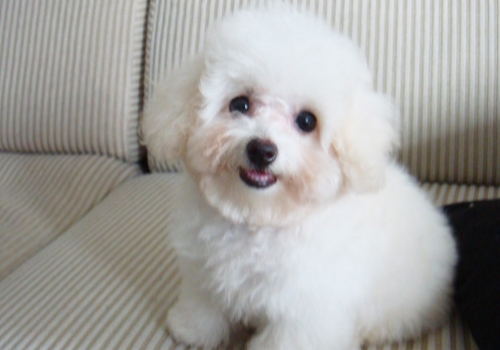 如何去除狗狗泪腺,去除狗狗泪痕的最快方法