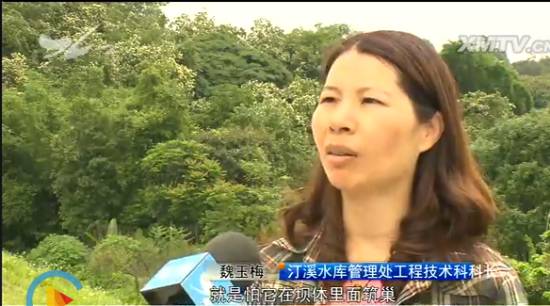 厦门“人蚁大战”！汀溪水库掘地三尺生擒食指粗的白蚁蚁后，这场面简直