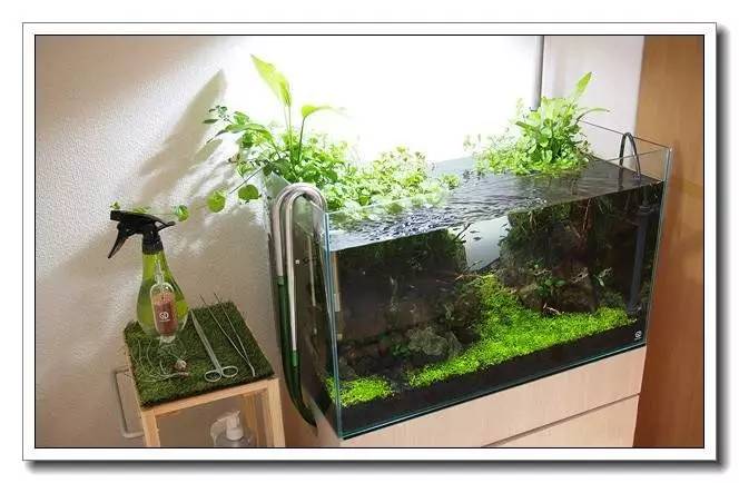 水族新手养鱼攻略,鱼缸养鱼攻略新手必备
