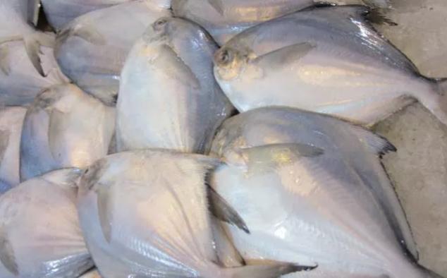 白鲳鱼什么时间肥美,东海鲳鱼什么季节最肥美