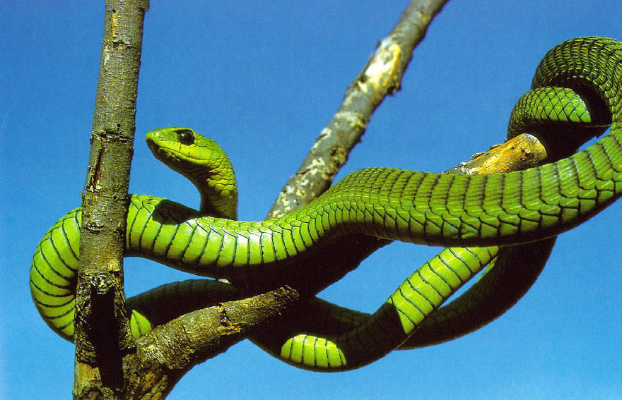 晚上睡觉梦到蛇灾是什么寓意,梦到超级大的蛇预示着什么