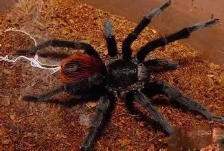 适合新手养的蜘蛛推荐,新手推荐蜘蛛品种