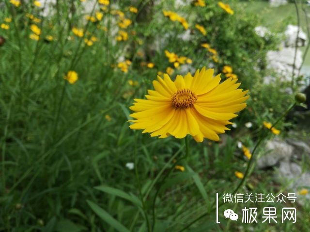 翻转吧摄像头,前后都能照出完美的照片:荣耀7i体验