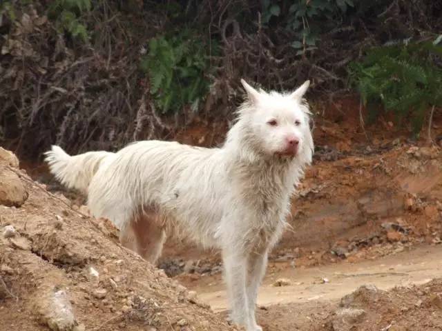 极品丁香色陨石边牧图片,陨石色边牧为什么不建议养