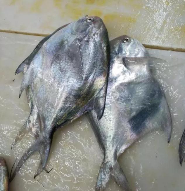 白鲳鱼什么时间肥美,东海鲳鱼什么季节最肥美