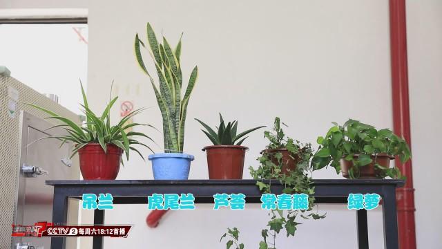 室内吸收甲醛效果最好的植物,吸收甲醛的最好植物有哪些