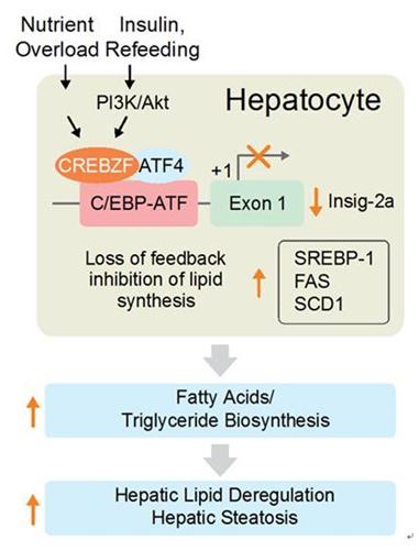 非酒精性脂肪肝和胰岛素抵抗,酒精性脂肪肝胰岛素抵抗