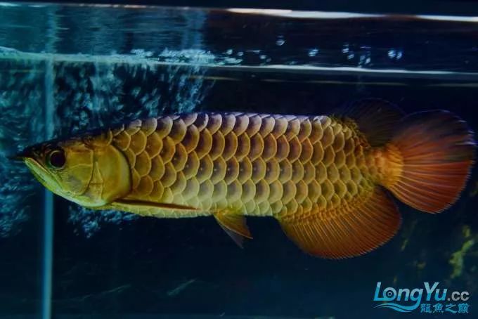 一招教你选龙鱼,龙鱼饲养经验交流